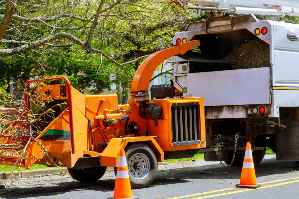 The Steps Involved in Our Tree Care Process in Georgetown, CA